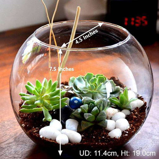 spherical succulent terrarium (7.5in ht) 