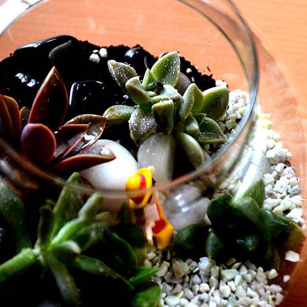 succulent globe terrarium (6in ht) 