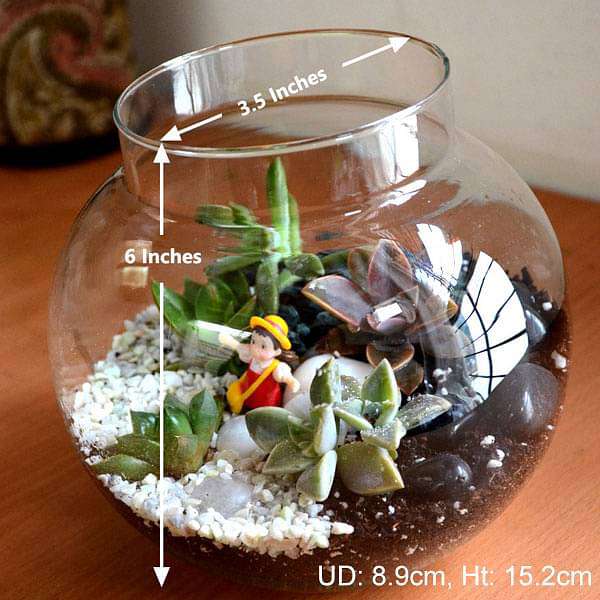 succulent globe terrarium (6in ht) 