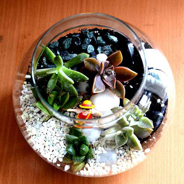 succulent globe terrarium (6in ht) 