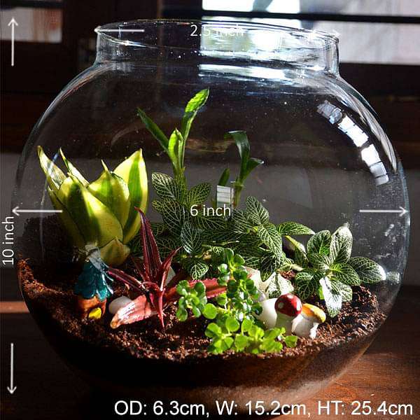 versatile round terrarium (10in ht) 