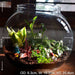 versatile round terrarium (10in ht) 