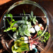 versatile round terrarium (10in ht) 