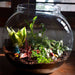 versatile round terrarium (10in ht) 