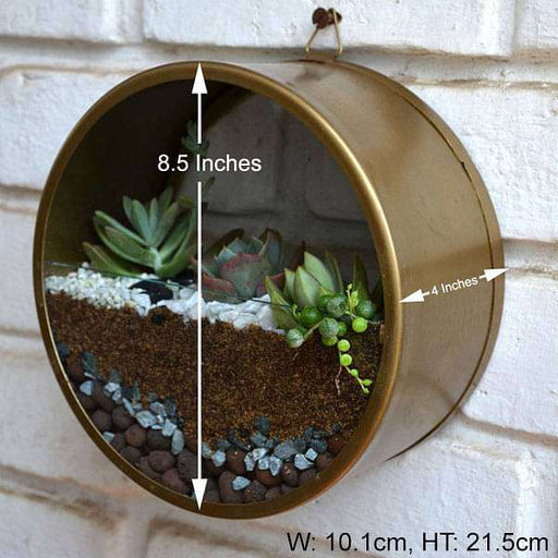 wall mounting round terrarium (8.5in ht) 