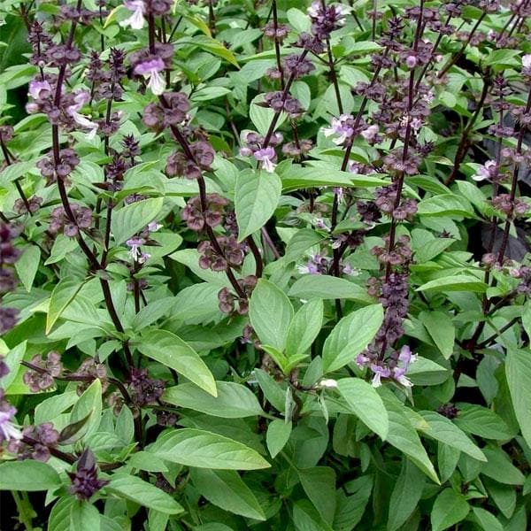 thai basil - plant