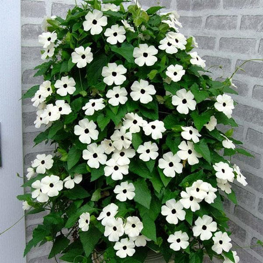 thunbergia alata (white) - plant