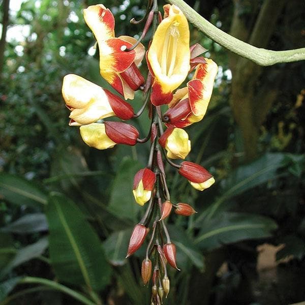 thunbergia mysorensis - plant