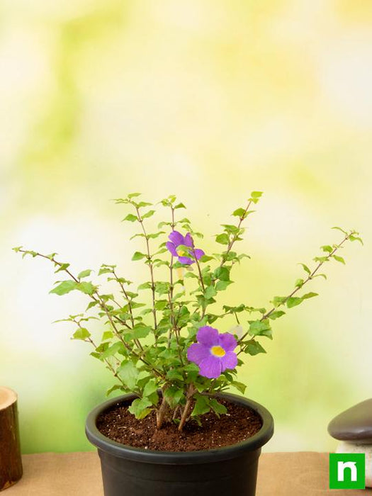 thunbergia erecta nana - plant