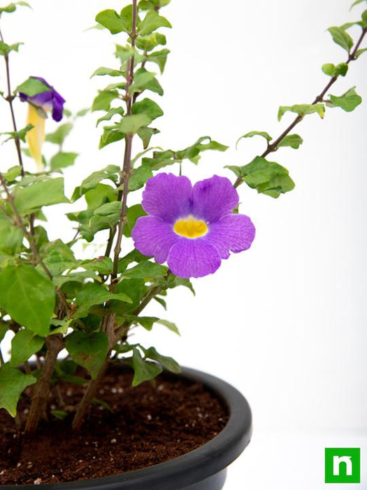 thunbergia erecta nana - plant