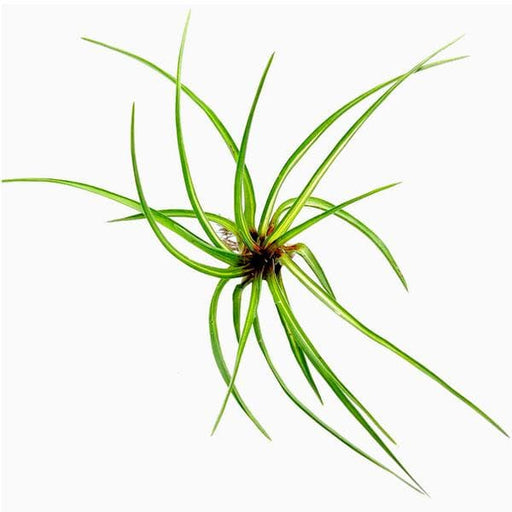 tillandsia cyanea variegated - plant