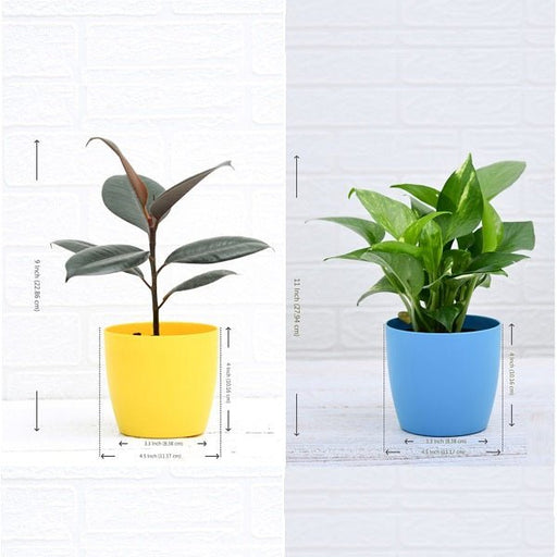 top 2 air purifier plants for indoor 