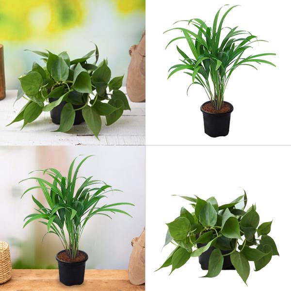 top 2 air purifier plants pack 