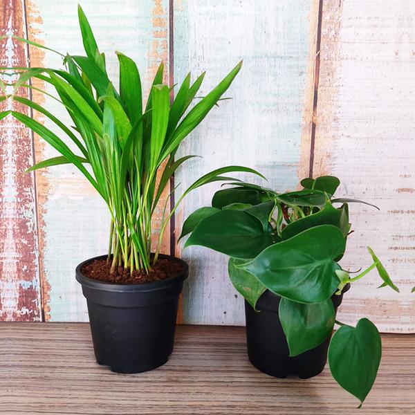 top 2 air purifier plants pack 