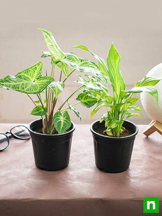 Top 2 Plants for Clean Indoor Air