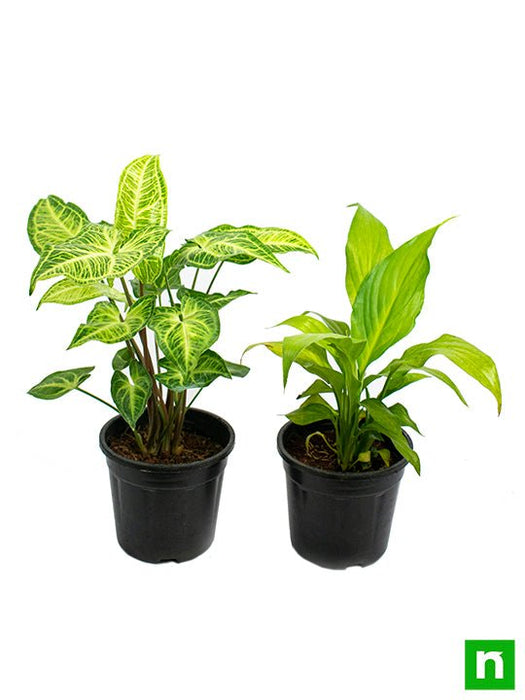 Top 2 Plants for Clean Indoor Air