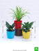 top 3 air purifier plants pack 