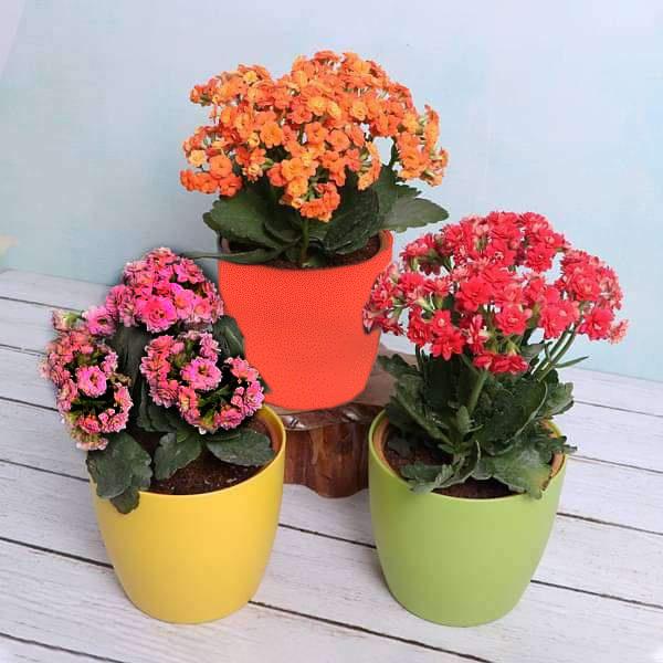 top 3 beautiful kalanchoe flowers of the season 