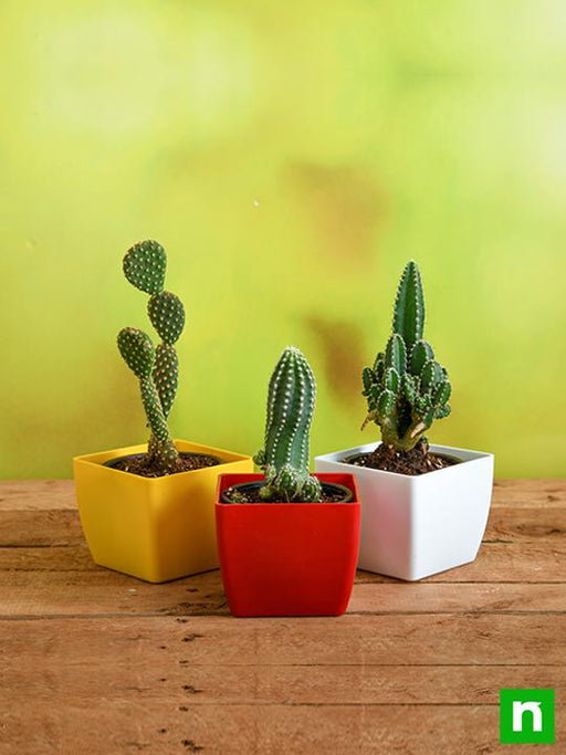 top 3 cactus plants pack 