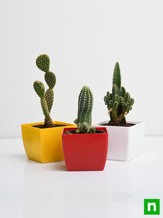 top 3 cactus plants pack 