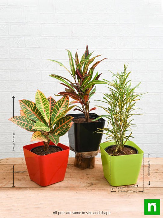 top 3 croton plants pack 