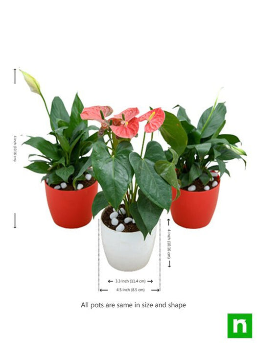 top 3 flowering indoor plants to purify air 