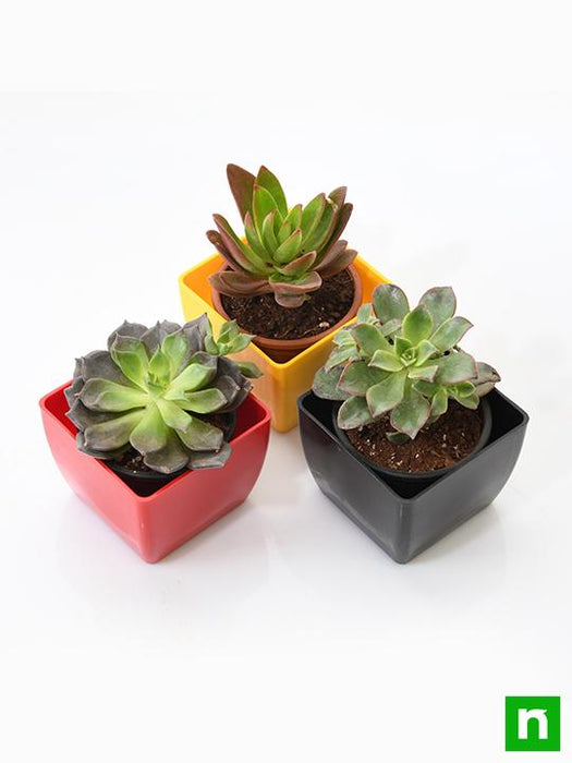 top 3 succulent plants pack 