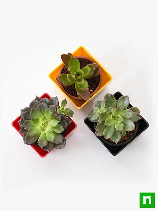 top 3 succulent plants pack 