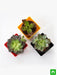 top 3 succulent plants pack 