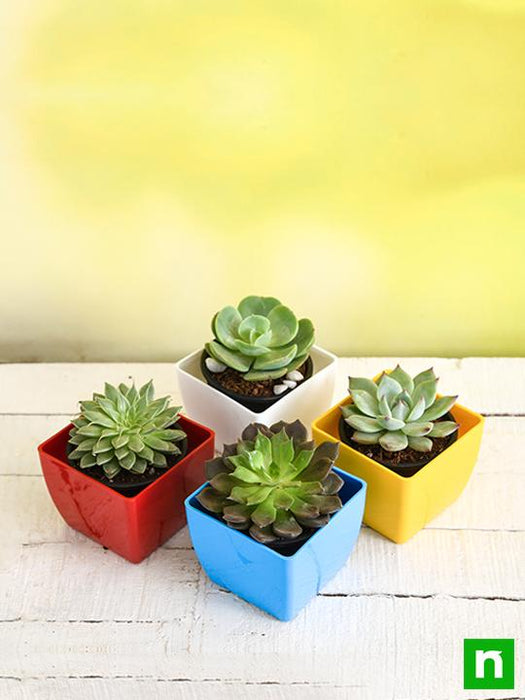 top 4 rose shaped succulent pack 