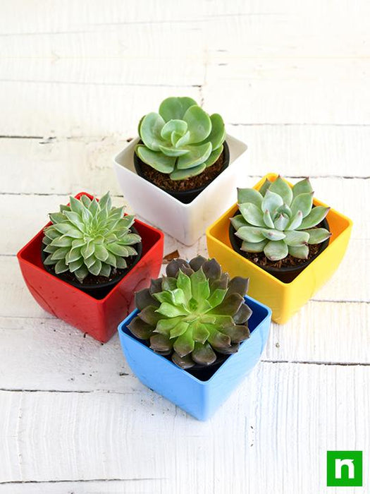 top 4 rose shaped succulent pack 