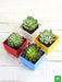 top 4 rose shaped succulent pack 