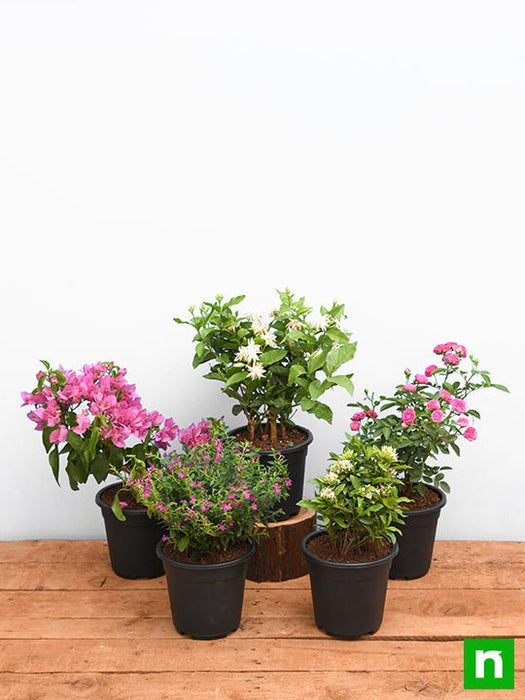 top 5 beautiful flowering plants for balcony 