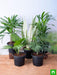 top 5 indoor palm plants pack 