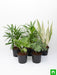 top 5 indoor palm plants pack 