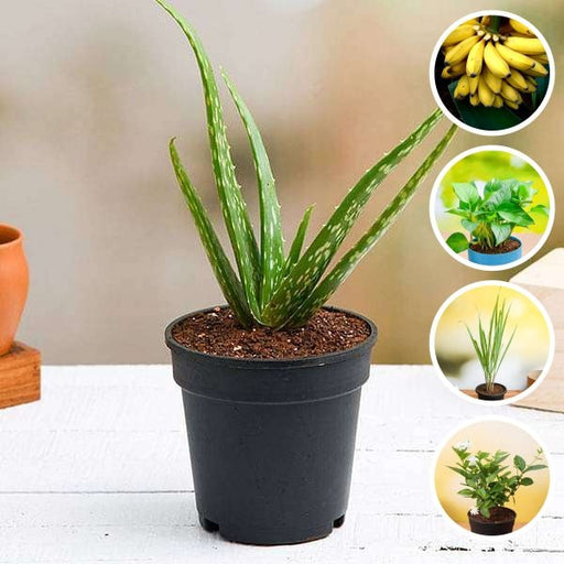 top 5 plants for vastu 