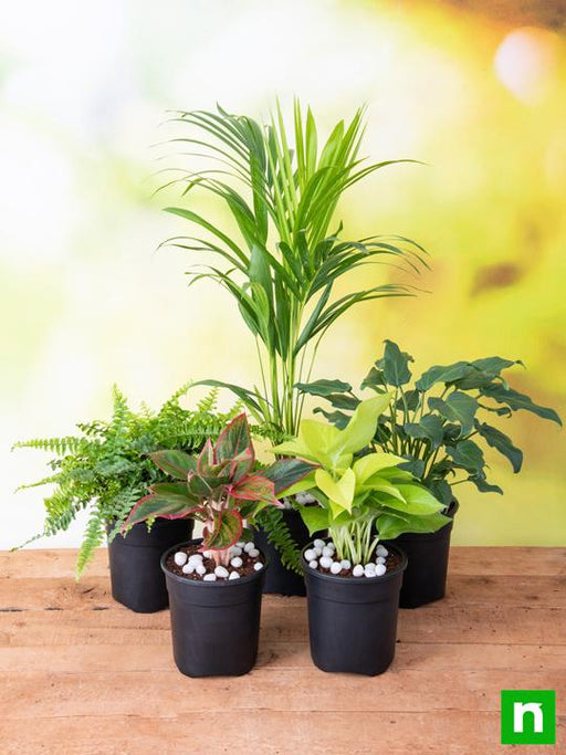 top 5 shade tolerant indoor plants for home 