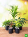 top 5 shade tolerant indoor plants for home 