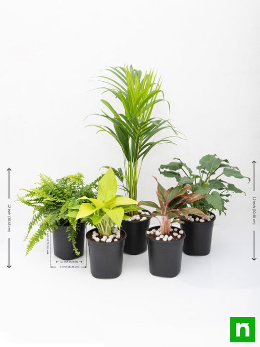 top 5 shade tolerant indoor plants for home 