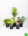 top 5 shade tolerant indoor plants for home 