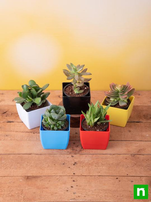 top 5 summer succulent plants pack 