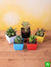 top 5 summer succulent plants pack 