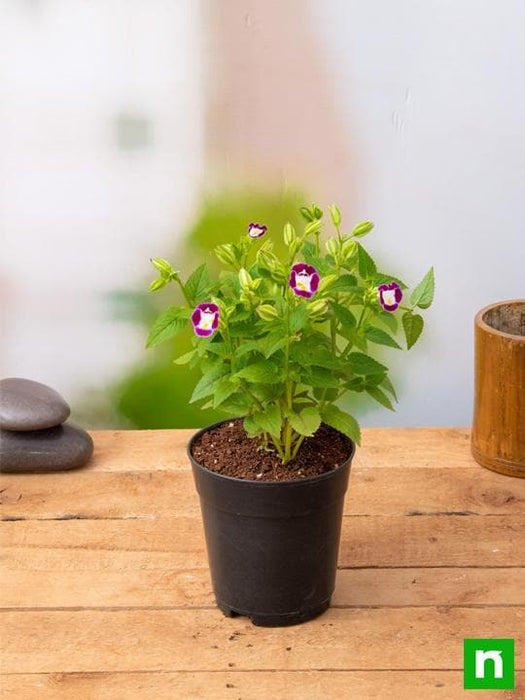 torenia (any color) - plant