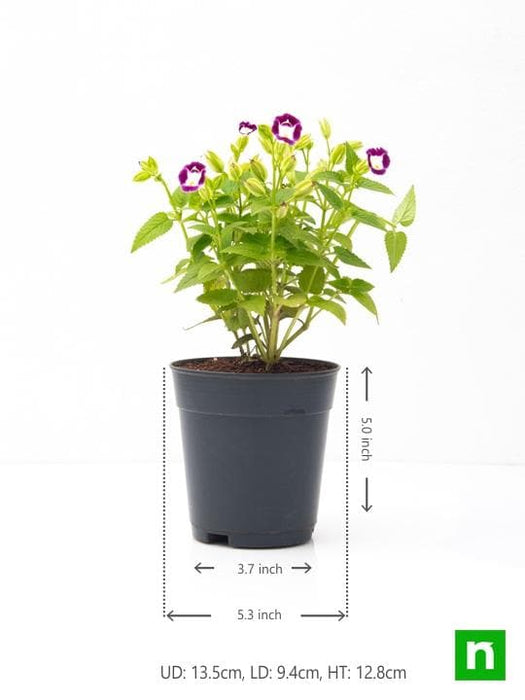 torenia (any color) - plant