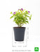 torenia (any color) - plant