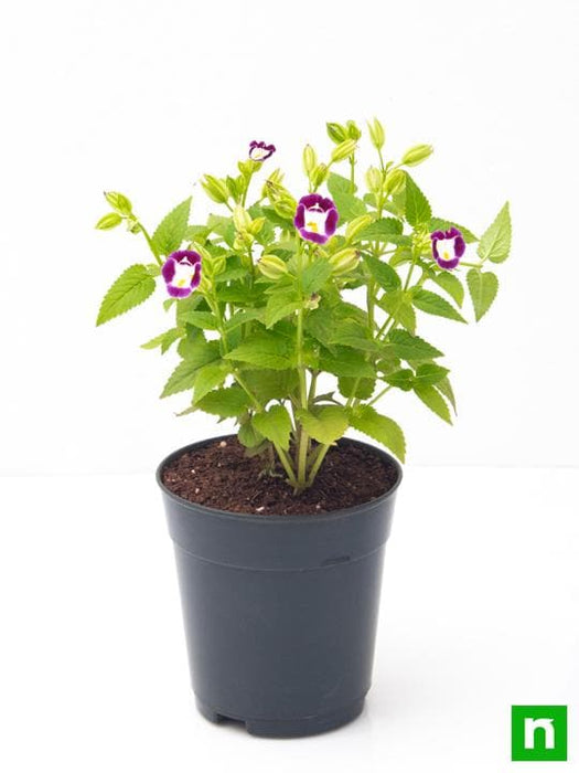 torenia (any color) - plant