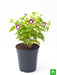 torenia (any color) - plant