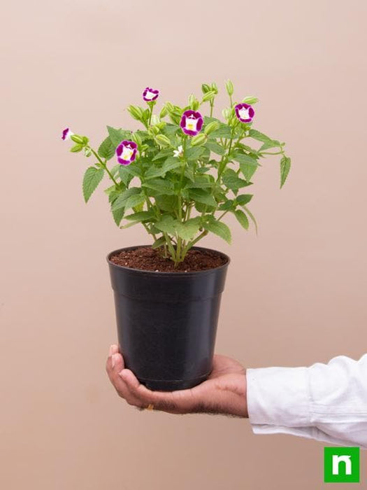 torenia (any color) - plant