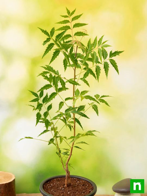 tree of andhra pradesh - plant