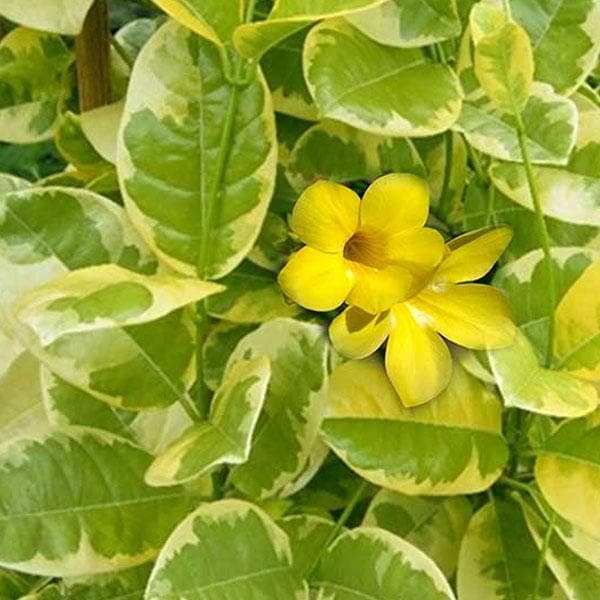 variegated allamanda - plant